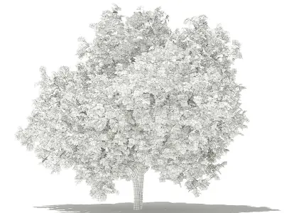 Common Fig Tree 3D model