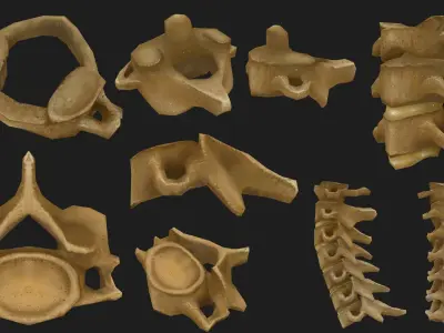 Hand Painted Anatomy model Low-poly 3D model