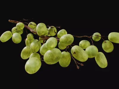 Green Grapes  3D model