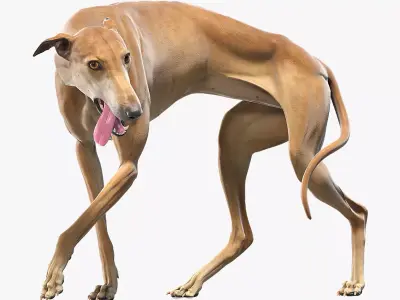 Greyhound Brown Rigged 3D model