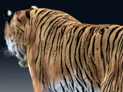  Tiger(Rigged, Fur)_1 