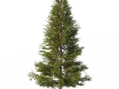 Picea Trees 2 in 1 3D model