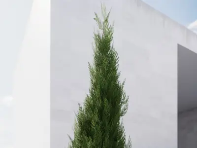 Small conifer 3D model