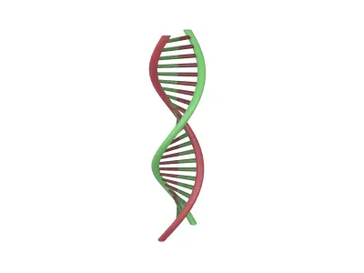 DNA Molecule v1 003 Low-poly 3D model