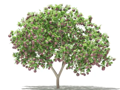 Common Fig Tree with Fruits 3D model