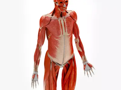 Human Musculoskeletal System 3D model