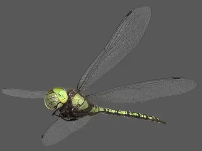  Dragonfly Southern Hawker (Animated) 