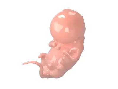 Human embryo V1 002 Low-poly 3D model