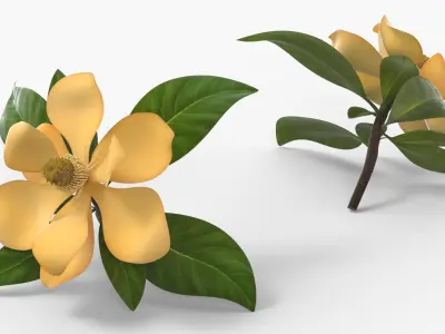  Yellow Flowering Plants Collection 4 