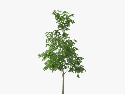 Street Tree 01 3D model