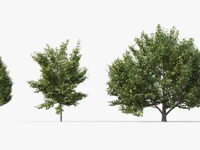 Street tree Collection - Include GrowFX and Mesh file  3D model