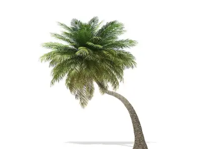 Coconut Palm Tree 3D Model 6m 3D model