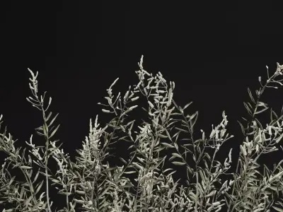 Gossypium Thurberi Plant 3D model