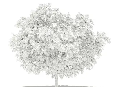 Pomelo Tree 3D model