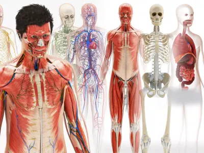 Complete Male Anatomy Low-poly 3D model