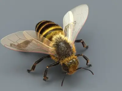  Honeybee (2) (ANIMATED) (FUR) 