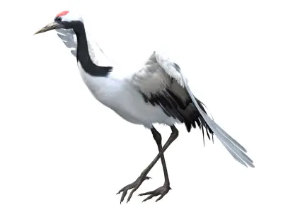  Red-crowned Crane Fur Animated Rigged 