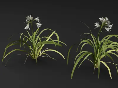 Allium triquetrum 3D model