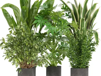  Collection plant indoor vol 2 - blender - 3dmax - cinema 4d 