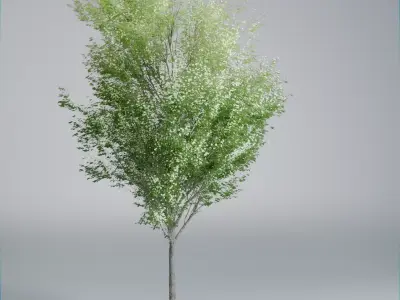 Realistic Deciduous Tree Game-Ready 3D Model 3D model