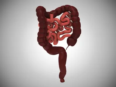 Large and Small Intestines 3D model