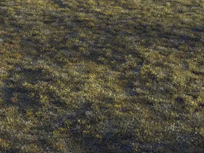 Forest grass 2 3D model