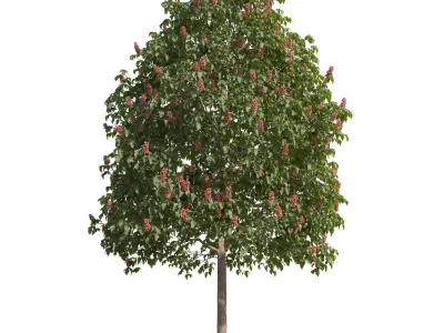 Aesculus x carnea 201SP FL 3D model