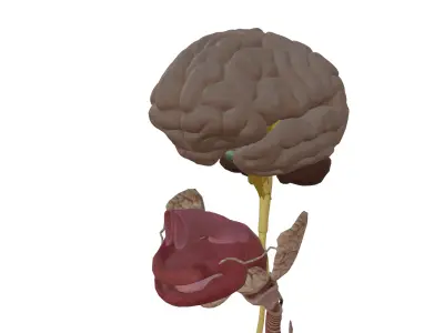 Female Internal Organs Low-poly 3D model