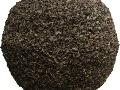 Forest Floor Fallen Leaves PBR Texture  Texture