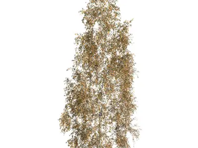 Betula pendula 201AU 3D model