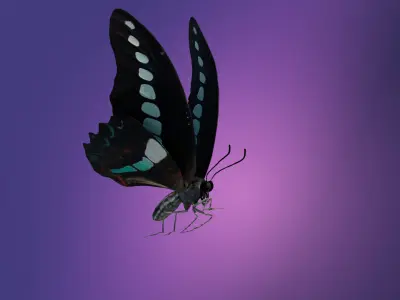 Butterfly Graphium Sarpedon 3D model
