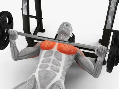  Anatomy Male Muscular System Bench Press 