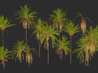 Phoenix Dactylifera Palm Tree Low-poly 3D model