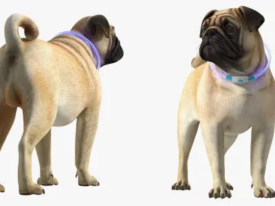  Pug Dog in LED Collar 