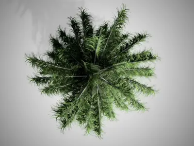 Alaska Cedar Tree Low-poly 3D model