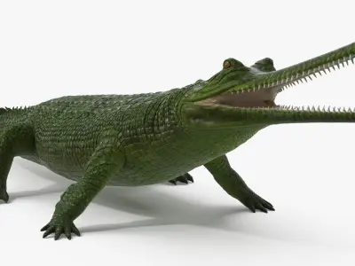  Indian Gharial Crocodile Green Rigged for Cinema 4D 
