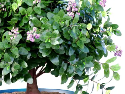 Decorative flowering garden Lilac tree flowerpot Provence style 3D model