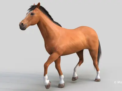  Horse PRO Brown 