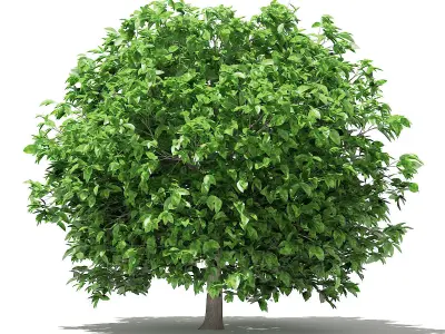 Pomelo Tree 3D model