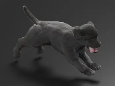  Walking to Running Retriever Puppy Fur Animated Rigged 