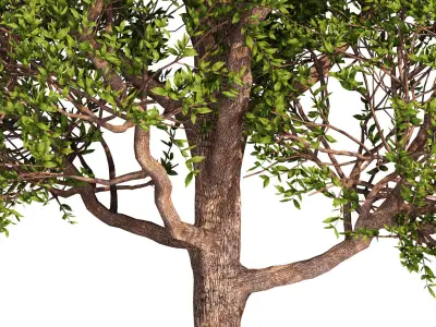 Tree for exterior design 3D model
