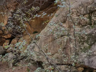 HDR FOREST ROCK 1 3D model