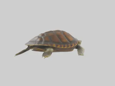 Japanese Pond Turtle swimming model Low-poly 3D model