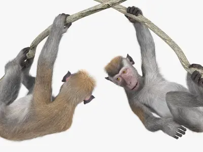  Gray Macaque Hanging on Branch Fur for Cinema 4D 