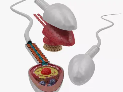 Animated Sperm Cell or Spermatozoa Low-poly 3D model