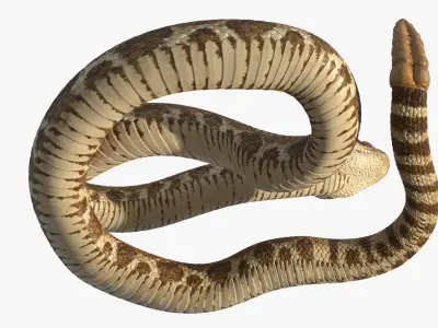  Light Rattlesnake Attack Animated Rigged for Cinema 4D 