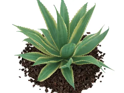 Aloe Aloe Vera 3D model