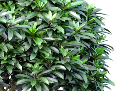 Decorative tree shrub plant in a modern stone pot vase 3D model