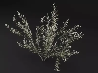 Gossypium Thurberi Plant 3D model