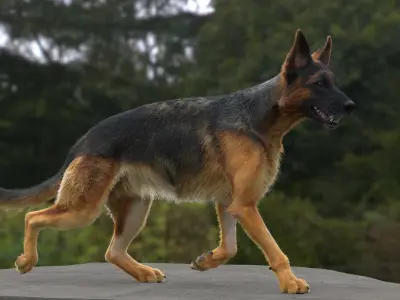  German Shepherd RIGGED 